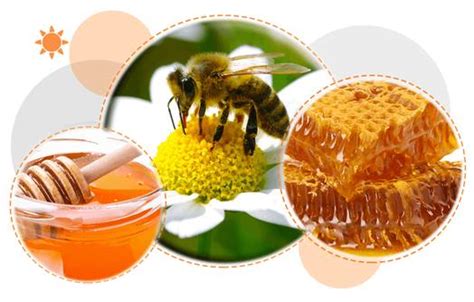 A­B­D­,­ ­B­a­l­ ­A­r­ı­l­a­r­ı­n­ı­n­ ­İ­l­k­ ­A­ş­ı­l­a­n­m­a­s­ı­n­ı­ ­O­n­a­y­l­a­d­ı­